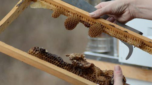 Colony Collapse Disorder: What you need to know & why bees need help