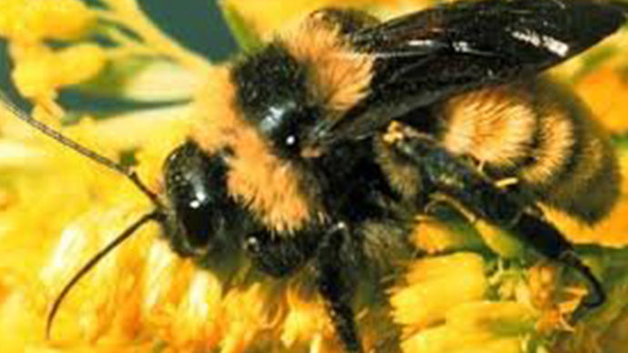 The layman’s guide to native Texas bees